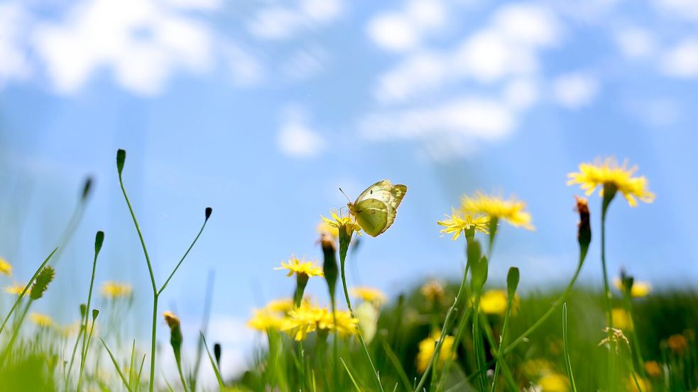 Die Meteorologen erwarten blauen Himmel und Sonnenschein über Deutschland. Foto: Karl-Josef Hildenbrand/dpa