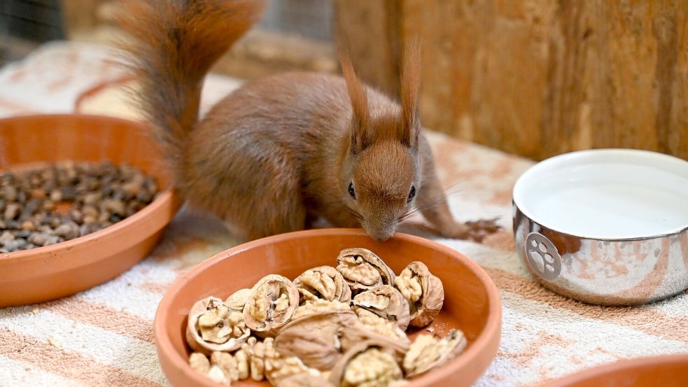 Es gibt Futter - ein Eichhörnchen kann sich in einer Auffangstation in Teltow an Walnüssen bedienen. Foto: Katharina Kausche/dpa