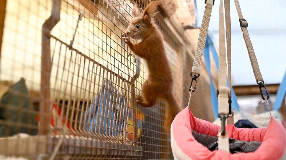 Sie wollen klettern. Ein Blick in die Auffangstation der Eichhörnchen-Hilfe im brandenburgischen Teltow - ein Projekt der Organisation Aktion Tier. Foto: Katharina Kausche/dpa