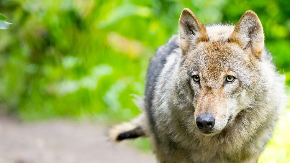 Der Wolf polarisiert in Niedersachsen: Während Tierschützer auf den gesetzlichen Schutzstatus und sinkende Risszahlen verweisen, sehen Landwirte in ihm eine existenzielle Bedrohung für die Weidetierhaltung. Foto: Philipp Schulze/dpa