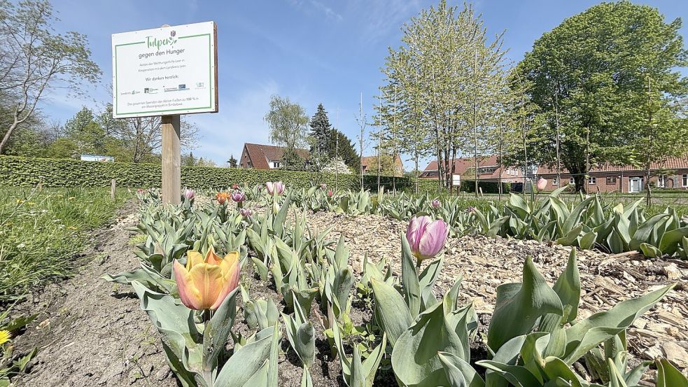 Die „Tulpen gegen den Hunger“ können im Park der Evenburg geschnitten werden. Foto: Jonas Bothe