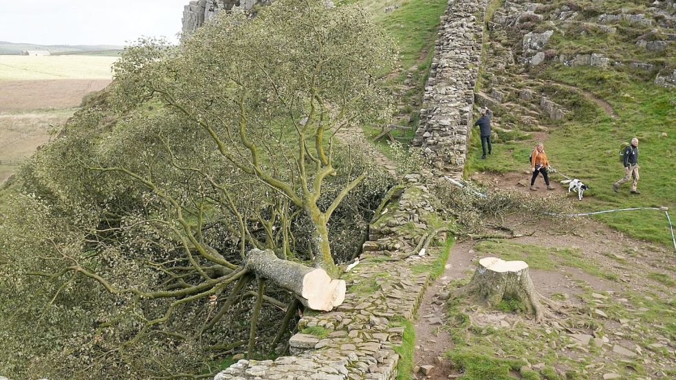 Der Baum wurde kurz über dem Boden abgetrennt. (Archivfoto) Foto: Owen Humphreys/Press Association/dpa