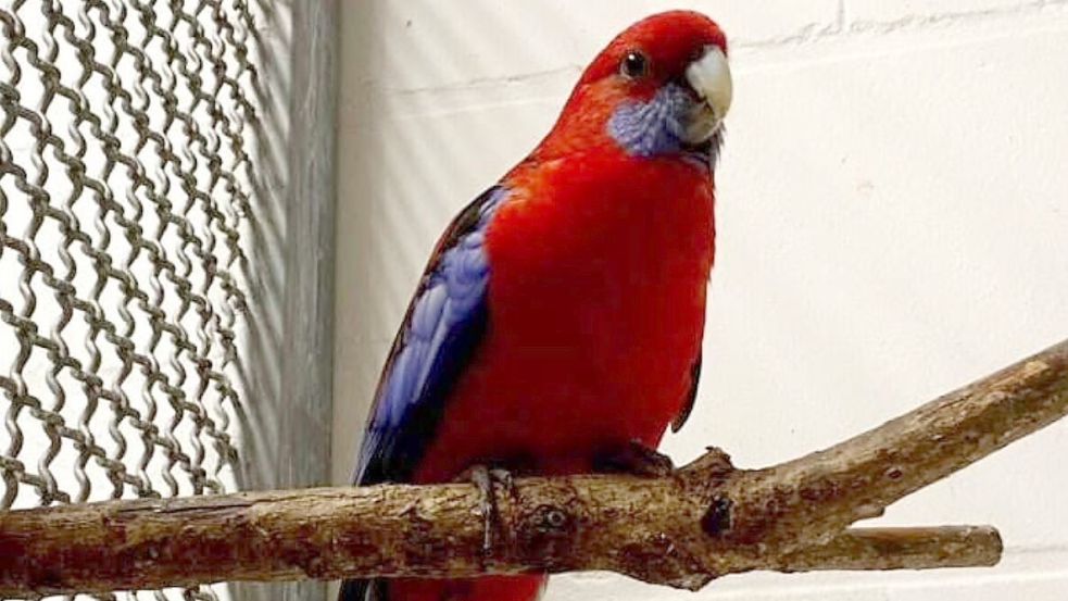 Crackers Zuhause ist eine Vogelvoliere im AOK-Viertel. Seit mehreren Tagen schon wird das Tier an verschiedenen Orten in der Stadt gesichtet. Foto: privat