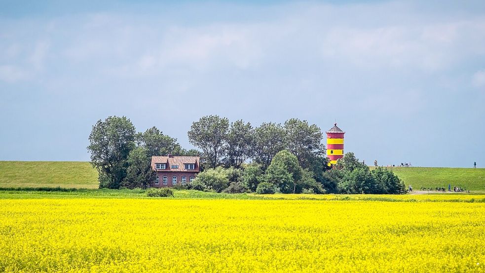 Radeln entlang der Rapsfelder und am Deich: Das geht in der Krummhörn. Foto: Pixabay