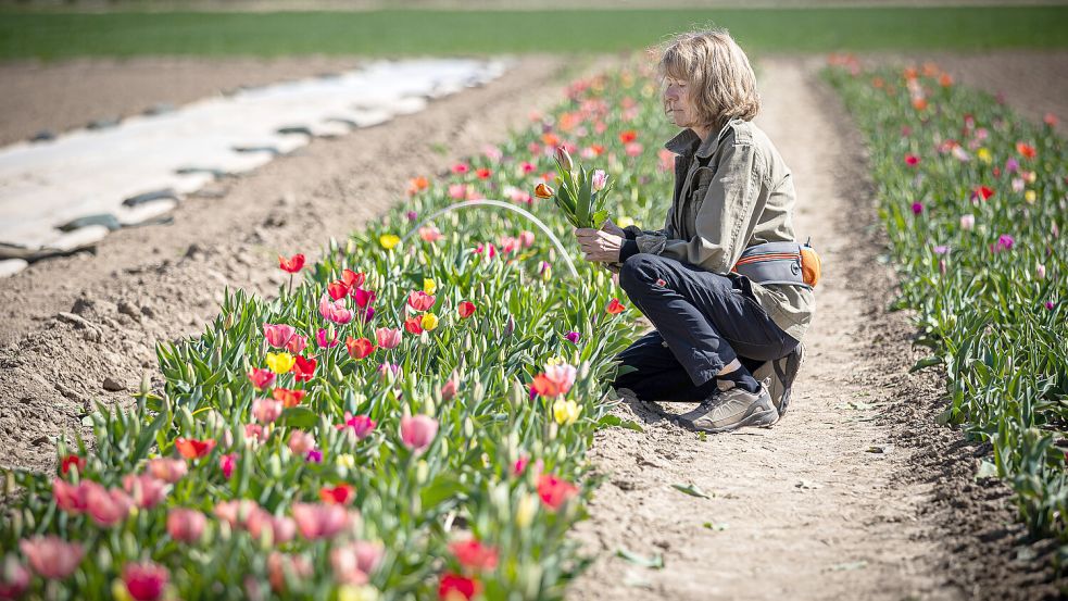 Wolken? Kaum vorhanden. Regen? Fehlanzeige. Hält sich das sonnige Wetter in Niedersachsen? Foto: dpa/Moritz Frankenberg
