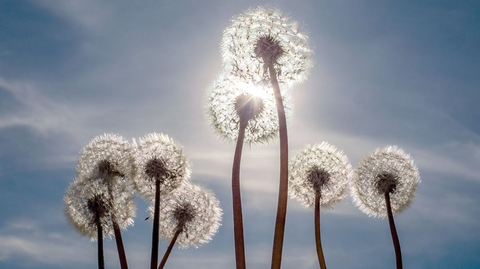 Sonne satt gab es am 1. Mai. Das ändert sich aber in den nächsten Tagen. Foto: Frank Hammerschmidt/dpa