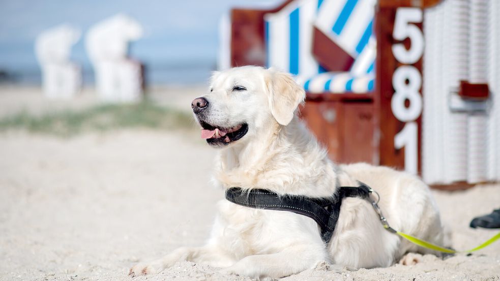 Hund und Nordseestrand: Schon lange kein seltenes Bild mehr. Foto: Hauke-Christian Dittrich/dpa