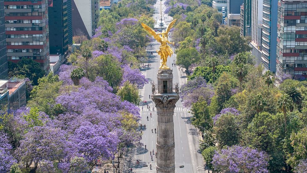 Blühende Jacaranda-Bäume entlang der Avenida Reforma in Mexiko-Stadt. (Archivbild) Foto: Li Muzi/XinHua/dpa