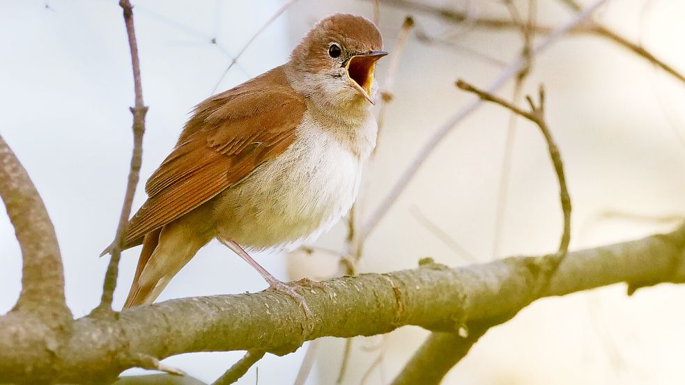 Die Nachtigall ist für ihren melodischen Gesang bekannt. Allerdings singt sie hauptsächlich nachts. Foto: Wolfram Steinberg/dpa