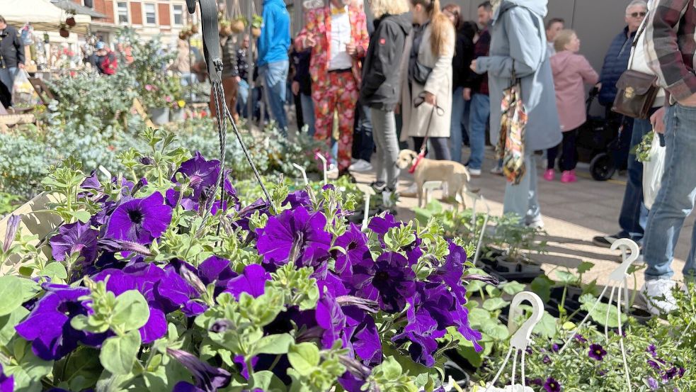 Knallige Farben machen Lust auf die Gartensaison. Foto: Mieke Matthes