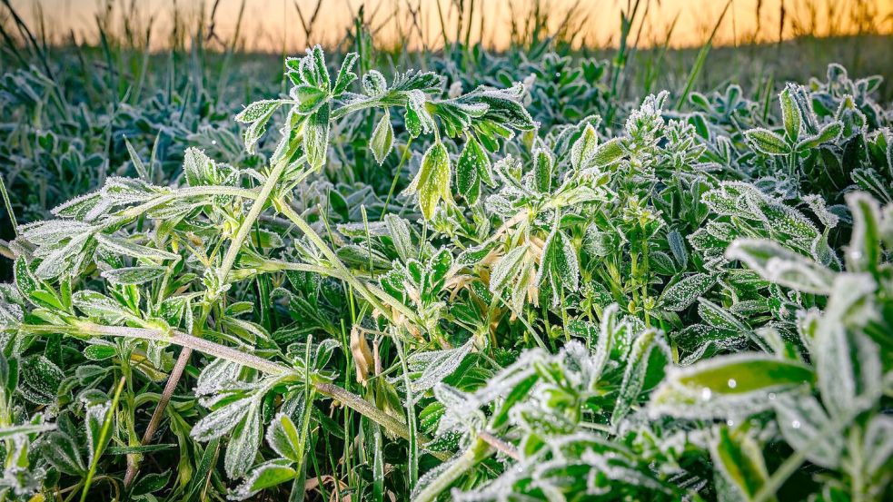 Frostiges Wetter in Brandenburg Foto: Patrick Pleul/dpa
