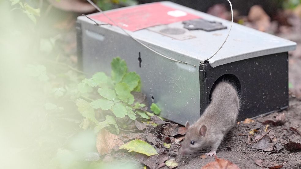Eine Ratte krabbelt aus einer Ratte-Köderbox. Symbolfoto: Brandt/DPA