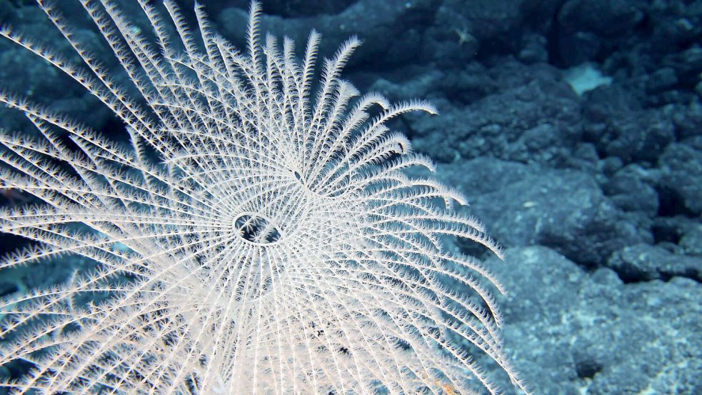 Die Tiefsee steckt voller erstaunlicher Kreaturen. Foto: -/Ocean Discovery League/NOAA/dpa