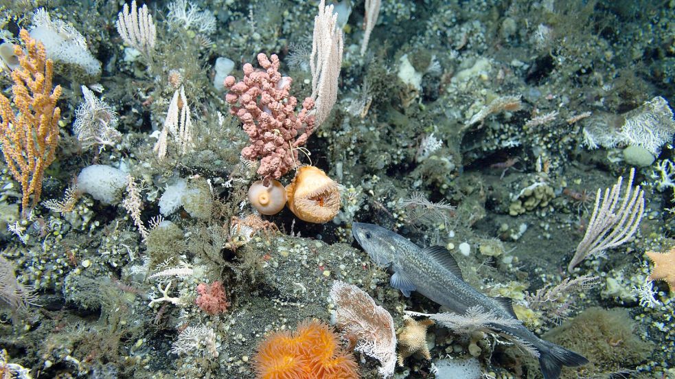 Ozeane sind stark durch den fortschreitenden Klimawandel belastet. Foto: -/Ocean Discovery League/NOAA/dpa