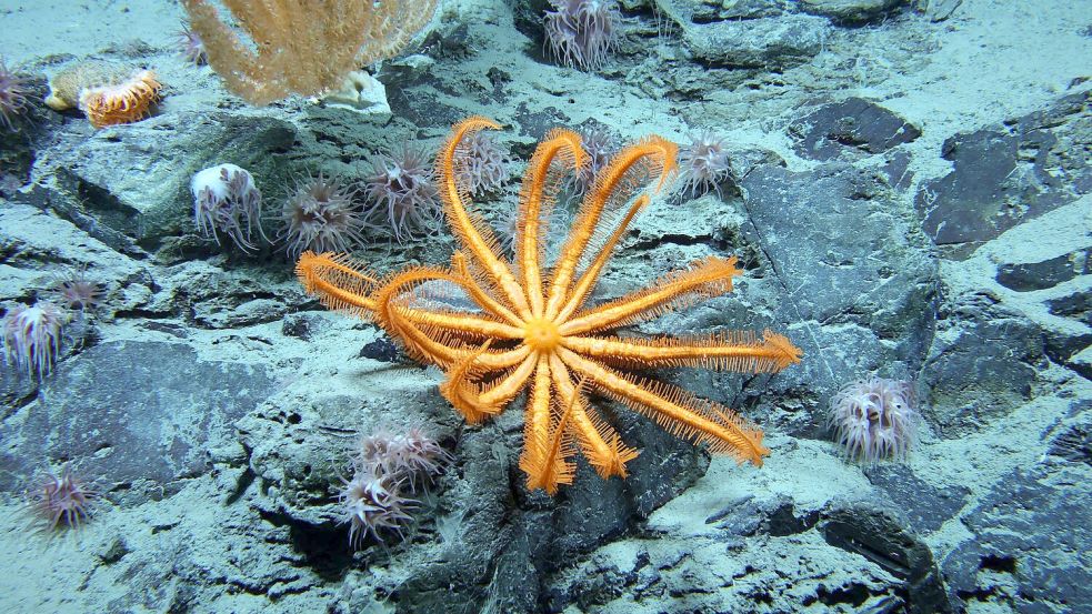 Forscher warnen: Das Unwissen könnte zum Problem werden. Foto: -/Ocean Discovery League/NOAA/dpa