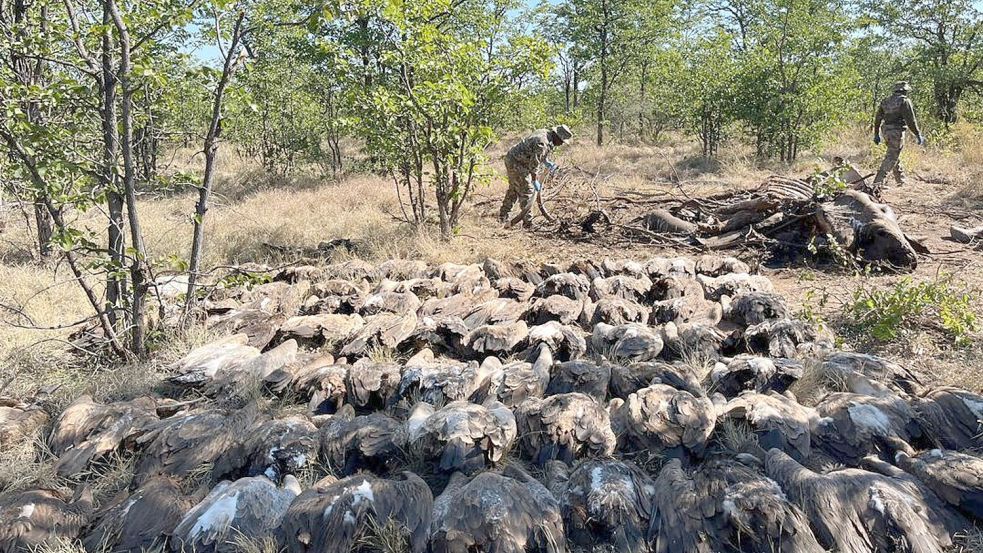 Diesen vergifteten Geiern konnten die Tierschützer nicht mehr helfen. Foto: --/Sanparks/dpa