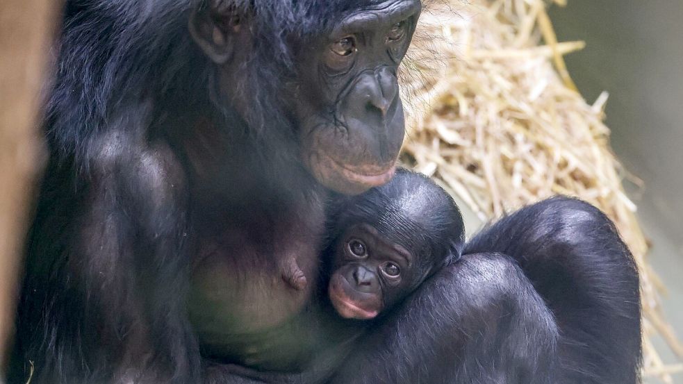 Noch ganz klein und anhänglich: Im Kölner Zoo wurde das Bonobo-Baby Milumbe geboren. Foto: Oliver Berg/dpa