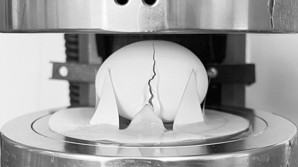 Die Forschenden ließen etliche Eier aus unterschiedlicher Höhe fallen. Außerdem prüften sie mithilfe eines Geräts, wie viel Druck ein Ei in welcher Position aushalten kann. Foto: al Cohen et al./Scientific Reports /dpa