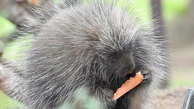 Einer der fünf Baumstachler im Jaderpark: Die Tiere stammen aus den USA und Kanada und sind hervorragende Kletterer. Ihre Nahrung besteht aus Rinde, Knospen, Baumnadeln, Wurzeln, Blättern und Früchten. Foto: Jaderpark