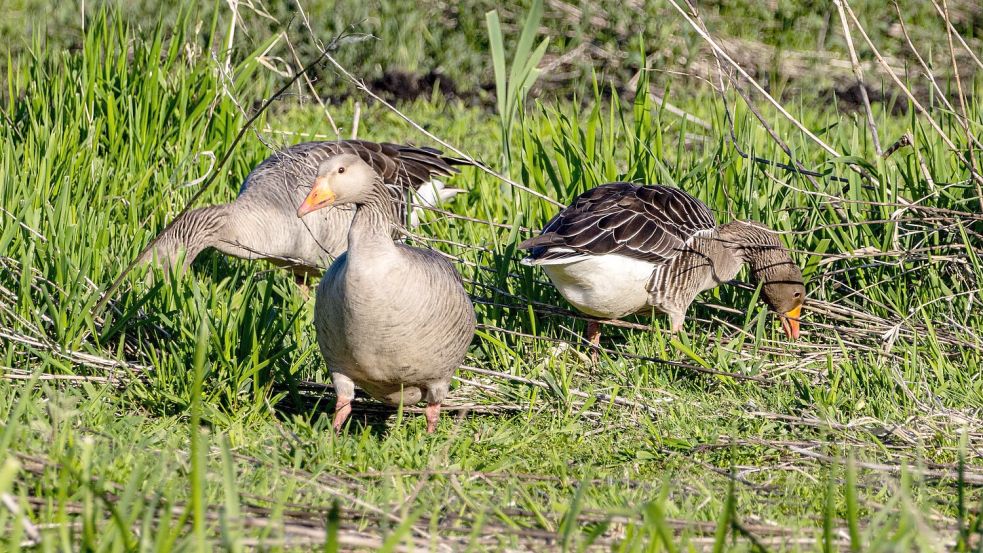 Die Graugänse leben zu Tausenden im Vogelschutzgebiet am Dümmer See. Foto: Heinz-Jürgen Reiß