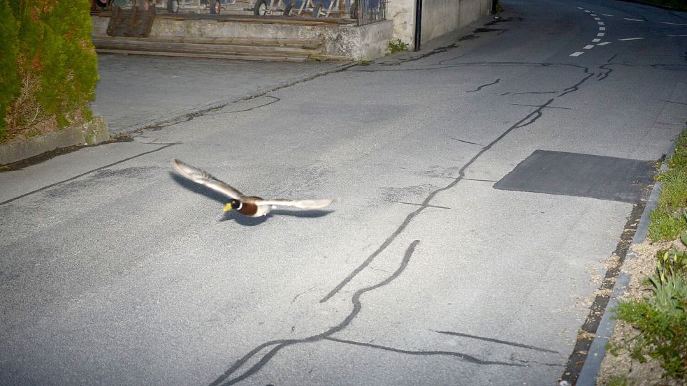 Stockenten können mit bis zu 100 km/h fliegen. Foto: -/Gemeinde Köniz/dpa