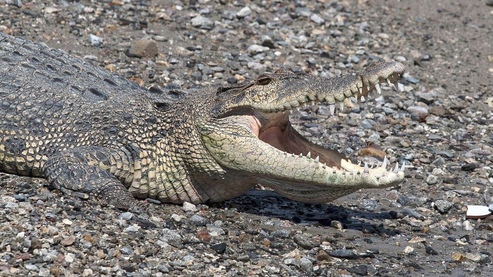 In keinem anderen Land der Erde werden so viele Menschen von Krokodilen getötet wie in Indonesien. (Symbolbild) Foto: Muhammad Taufan/dpa