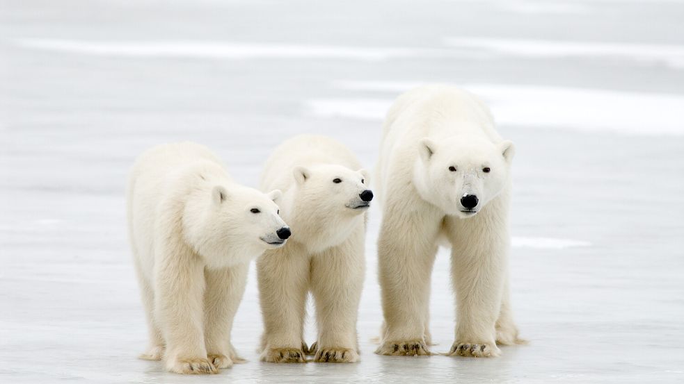 Spitzbergens gefährdete Bewohner: Eine Eisbärmutter mit ihren zwei Jungen. Foto: Bj Kirschhoffer/dpa/Polar Bears International