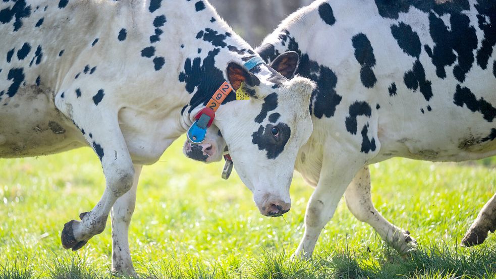 Die Weidehaltung von Milchkühen soll stärker gefördert werden, wünschen sich einige Bauern in Ostfriesland. Doch es gibt Hindernisse. (Das Foto stammt vom Weideaustrieb des Grünlandzentrums Niedersachsen/Bremen Mitte April dieses Jahres.) Foto: dpa/Sina Schuldt