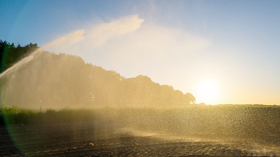 Anhaltende Trockenheit: Viele Landwirte müssen deutlich mehr bewässern als sonst zu dieser Jahreszeit. Foto: dpa/Sina Schuldt