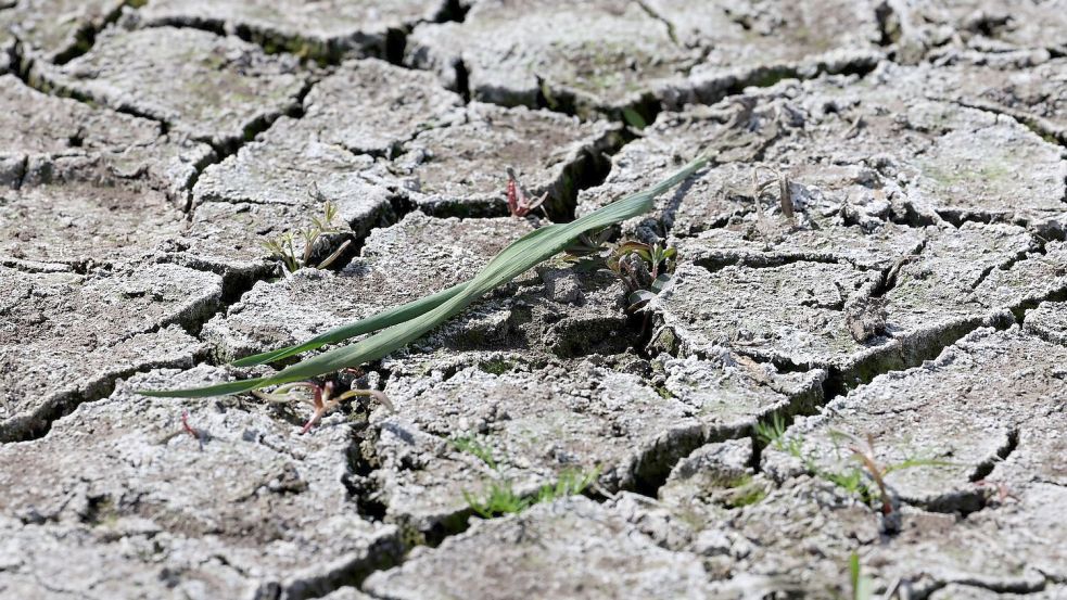 Die anhaltende Dürre hat zunehmend Folgen für Wald und Landwirtschaft. Foto: Bernd Wüstneck/dpa