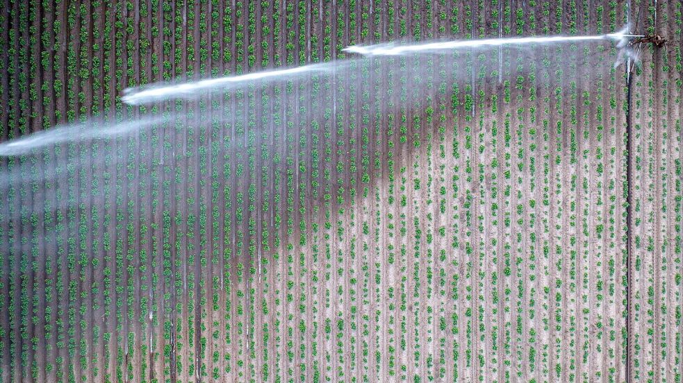 Bewässern ist teuer - derzeit aber vielfach nötig. Foto: Sina Schuldt/dpa