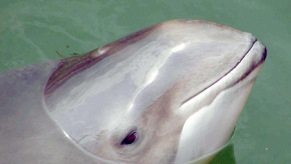 Der Schweinswal droht in der Ostsee vor Schleswig-Holstein und Mecklenburg-Vorpommern zu verschwinden. (Symbolbild) Foto: Wolfgang Runge/dpa