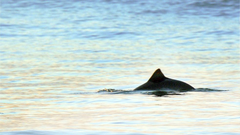 Der Schweinswal steht laut Dagmar Struß exemplarisch für den Zustand der Ostsee und ihre Schutzbedürftigkeit. (Symbolbild) Foto: Kay Nietfeld/dpa