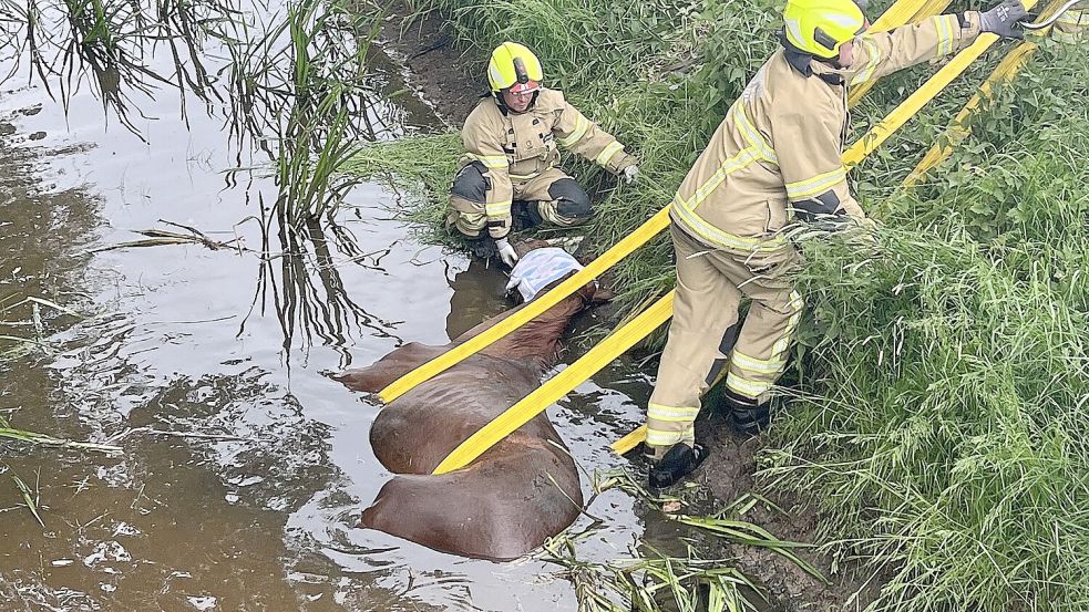 Einsatzkräfte legen Gurte und Schlingen um das betäubte Pferd, das völlig entkräftet in einem Graben entdeckt worden war. Foto: Kaiser/Feuerwehr Bremen