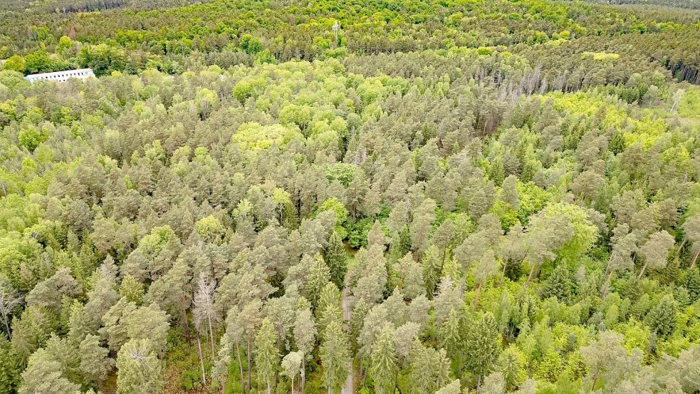 Tod einer 21-Jährigen im Wald - Ermittlungen gegen Jugendlichen wegen Totschlags Foto: Robert Michael/dpa