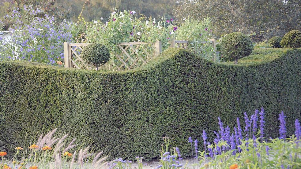 Eine geschnittene Eibenhecke hat Ähnlichkeit mit einer Buchsbaumhecke. Foto: Imago/Blickwinkel