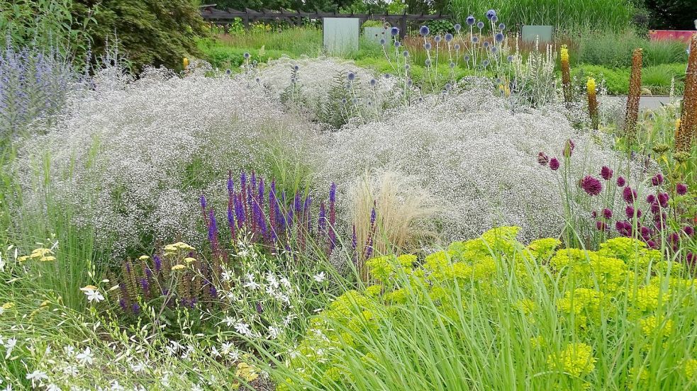 Einen Platz an der Sonne mögen alle Pflanzen in diesem Beet: Steppen-Wolfsmilch, Schafgarbe, Steppen-Salbei und Steppenkerzen, dazu Kugel-Distel und Kugel-Lauch sowie das Schleierkraut und die Pracht-Kerze. Foto: GMH/Bettina Banse