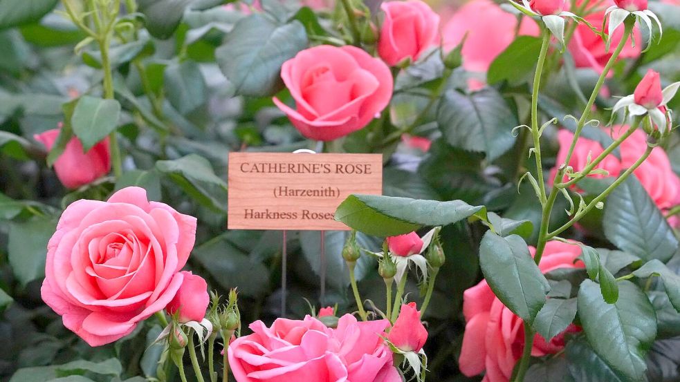 Benannt nach Prinzessin Kate: „Catherine’s Rose“. Foto: Kirsty Wigglesworth/AP/dpa