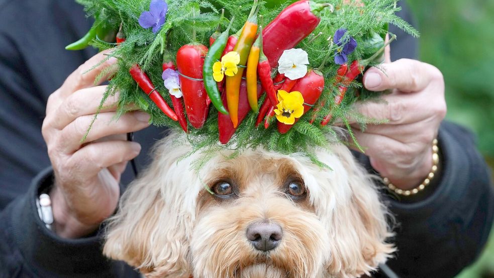 Hund Chili bekommt ein Krönchen aus Chilis aufgesetzt. Foto: Kirsty Wigglesworth/AP/dpa