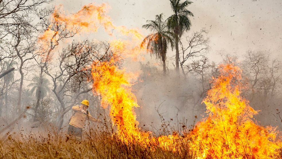 Feuer waren die Hauptursache für den großen Waldverlust. (Archivbild) Foto: Diego Cardoso/dpa