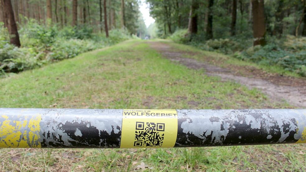 Der Knyphauser Wald ist für viele ein beliebtes Ziel für Spaziergänge mit und ohne Hund. Auch ein Rudel Wölfe fühlte sich hier zuletzt pudelwohl. Foto: Imke Oltmanns