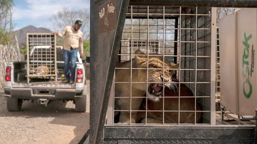 Das Wildtierreservat Ostok wurde 2021 gegründet. Foto: Felix Marquez/AP/dpa