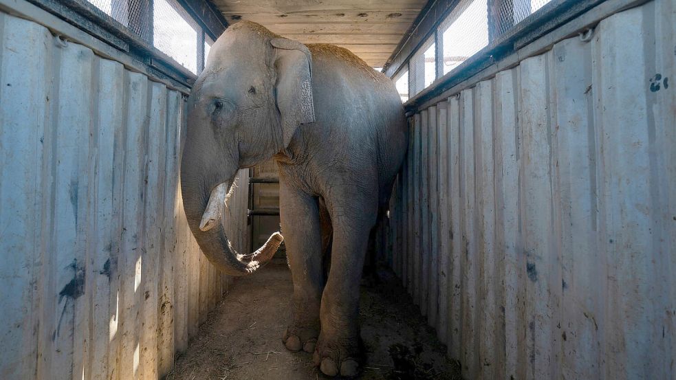 Die Elefanten sind die Lieblinge des Reservats. Foto: Felix Marquez/AP/dpa