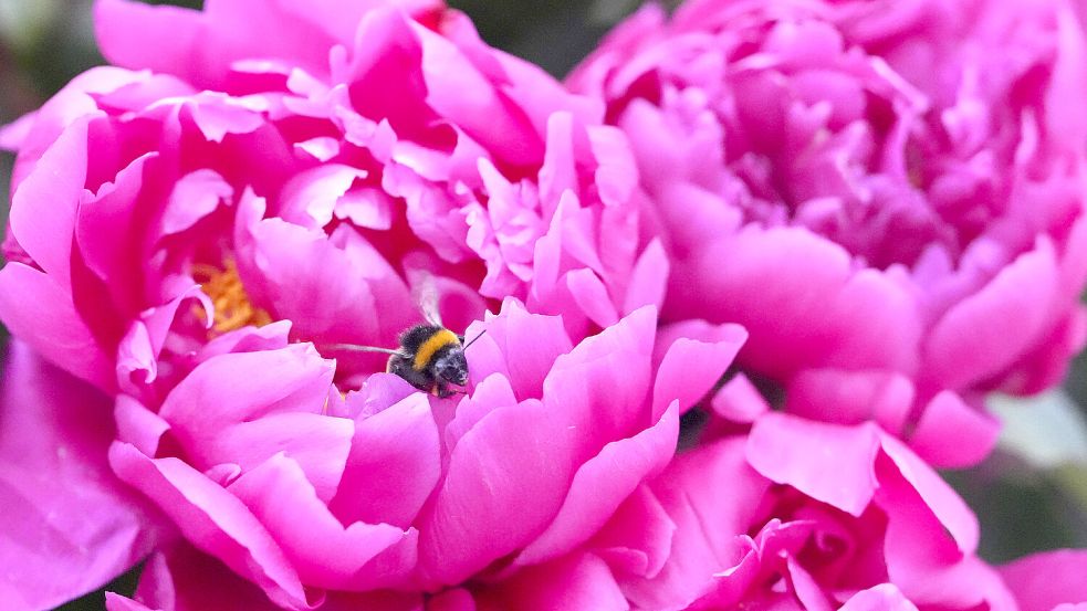 Obwohl sie nicht zur Familie der Rosen gehört, teilt die Pfingstrose mit der Königin der Blumen die Vorliebe für sonnige Standorte und üppige Blütenpracht. Foto: Kirsty Wigglesworth/dpa/AP
