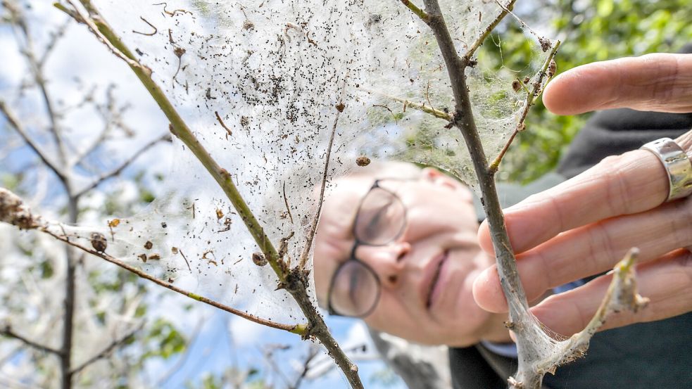 Bei näherer Betrachtung sind die Gespinste zu erkennen. Was steckt dahinter? Foto: Klaus Ortgies