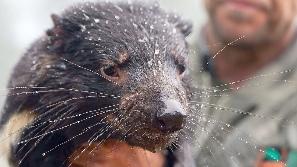 Auch viele Tiere waren betroffen, darunter bedrohte Tasmanische Teufel. Foto: Aussie Ark/Aussie Ark via AAP/dpa