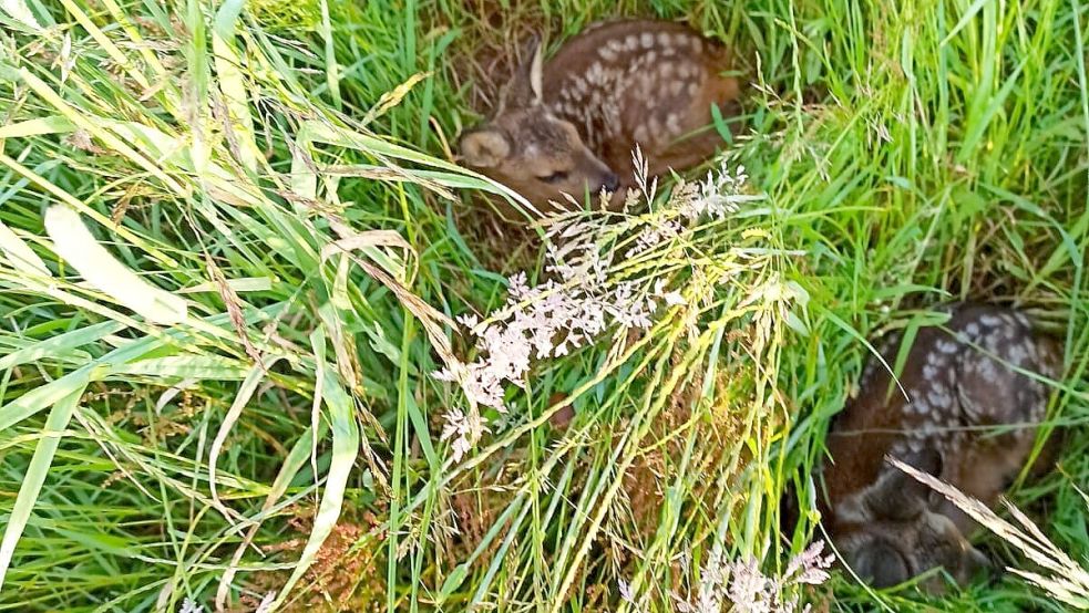 Zwei wenige Tage alte Kitze im hohen Gras. Foto: Imke Oltmanns
