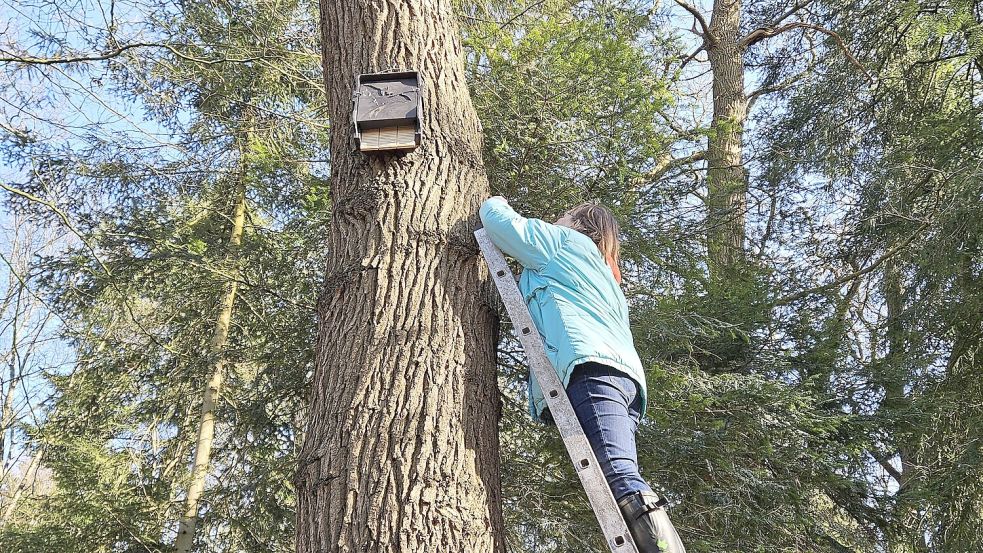Eine ostfriesische Naturschützerin hängt einen Nistkasten für Fledermäuse in vier Meter Höhe auf. Foto: privat