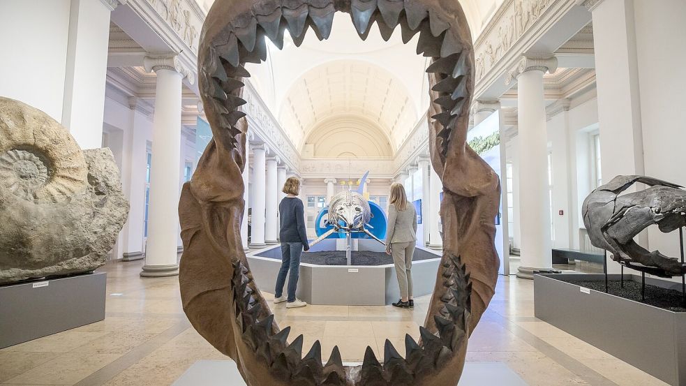 Ins riesige Maul des Megalodon passte so ziemlich jedes andere Meereslebewesen. (Archivbild) Foto: Christoph Schmidt/dpa