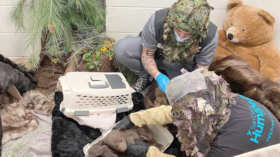 Mit Hilfsmitteln bemühen sich Pfleger um eine möglichst natürliche Umgebung für den Bärennachwuchs. Foto: -/San Diego Humane Society/AP/dpa